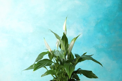 Photo of Beautiful spathiphyllum plant against color background. Home decor