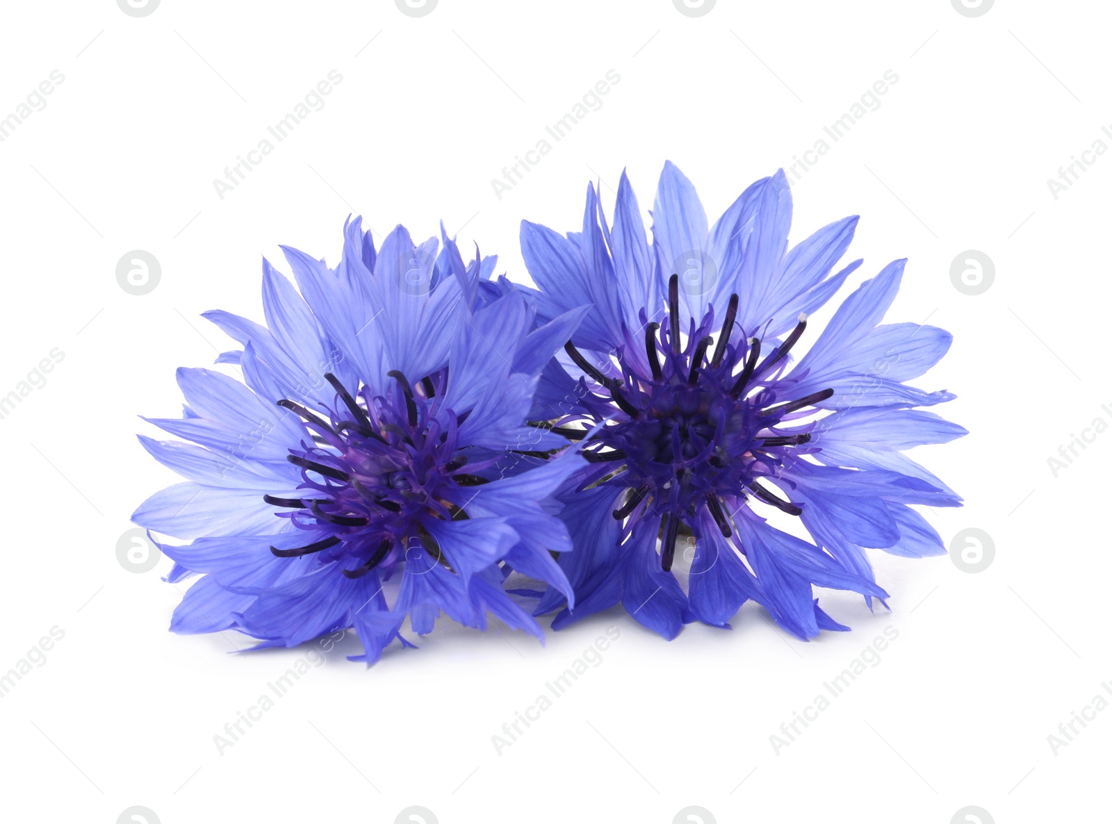 Photo of Beautiful light blue cornflowers isolated on white