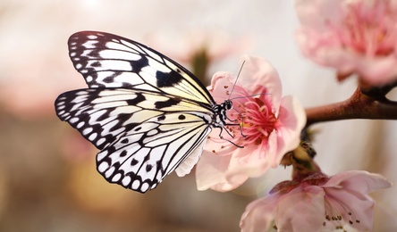 Image of Beautiful rice paper butterfly on blossoming tree branch, closeup