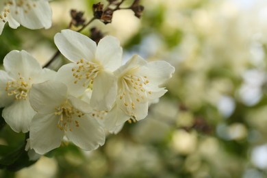 Beautiful blooming white jasmine shrub outdoors, closeup. Space for text