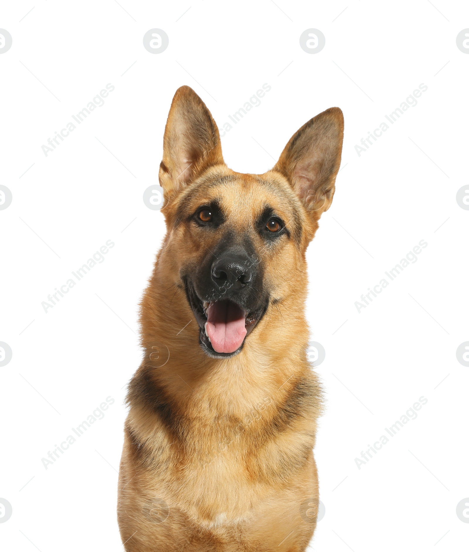 Photo of Cute German shepherd dog on white background. Lovely pet