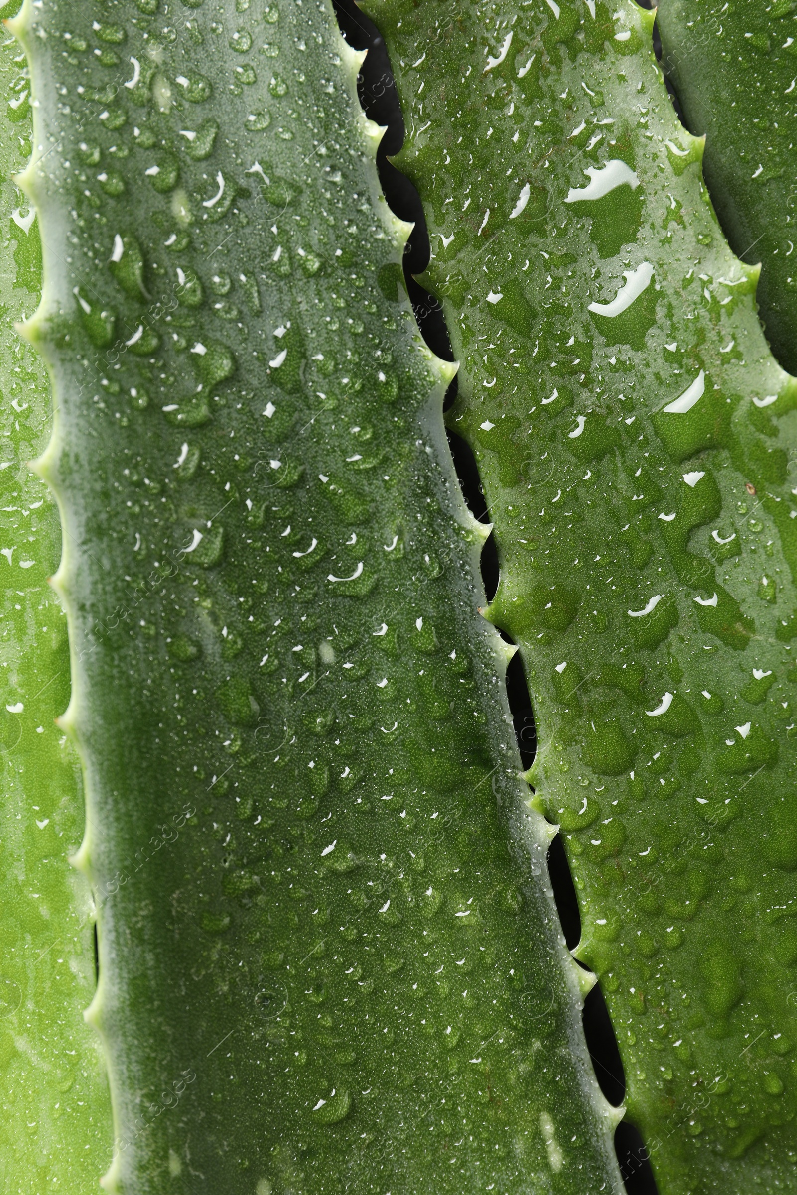 Photo of Fresh aloe vera leaves with water drops as background, top view