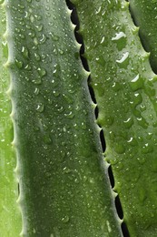 Fresh aloe vera leaves with water drops as background, top view