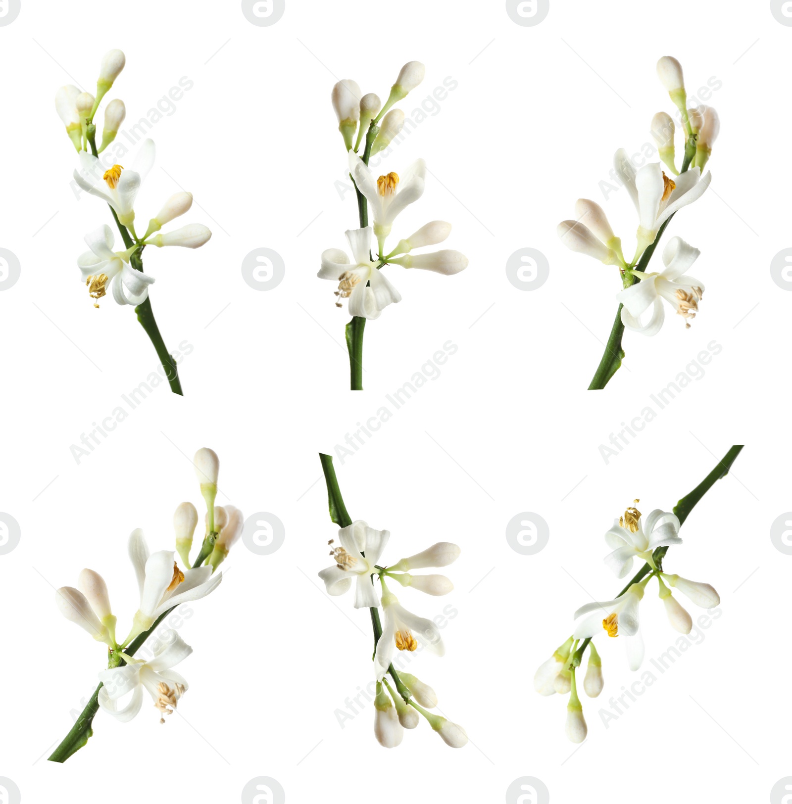 Image of Set of branches with beautiful blooming citrus flowers on white background