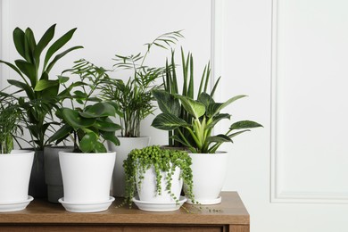 Photo of Many beautiful green potted houseplants on wooden table indoors, space for text