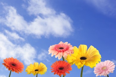 Image of Many colorful gerbera flowers under blue sky on sunny day