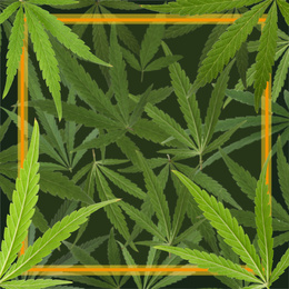 Image of Frame and green hemp leaves as background