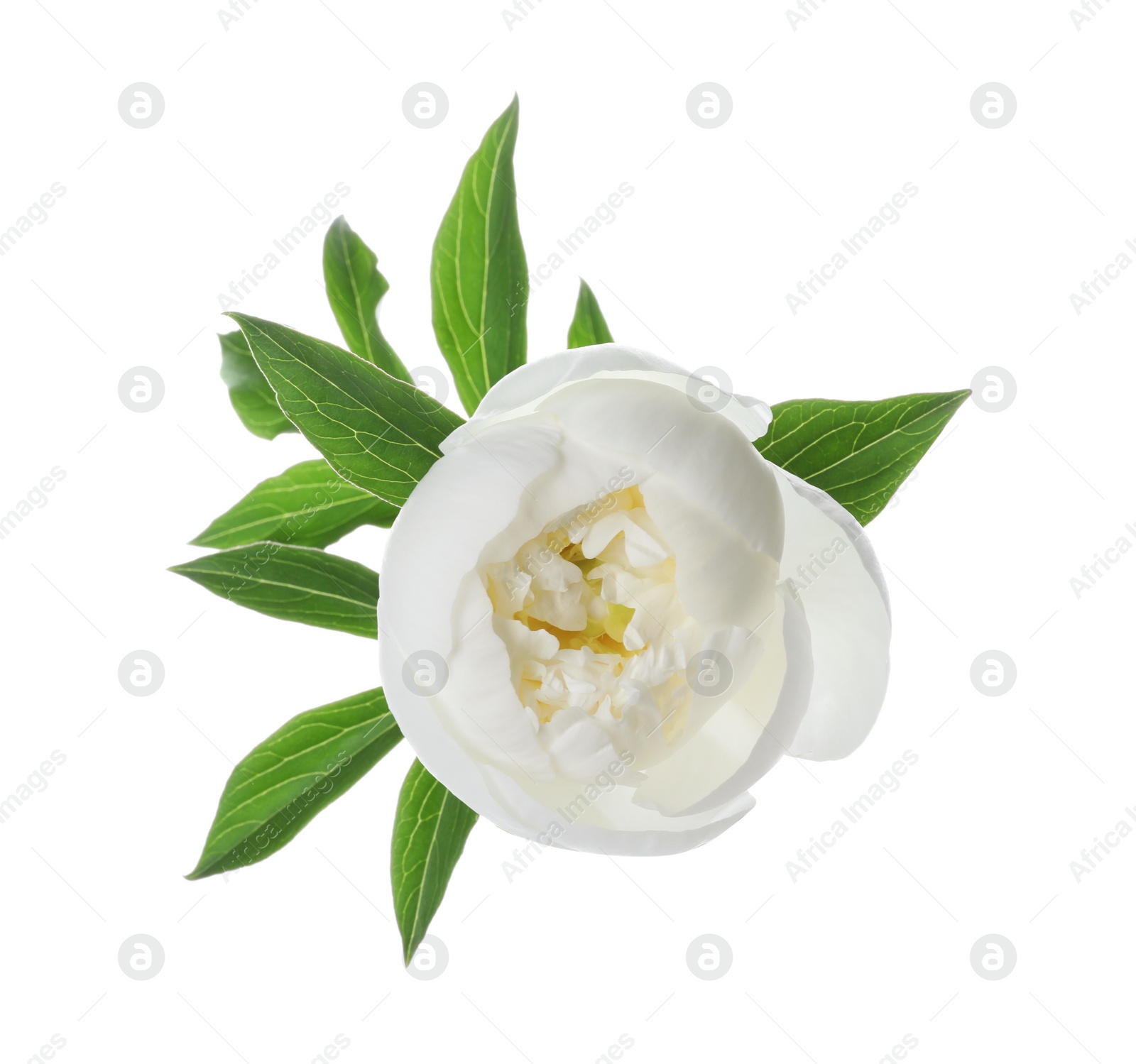 Photo of Beautiful blooming peony flower isolated on white