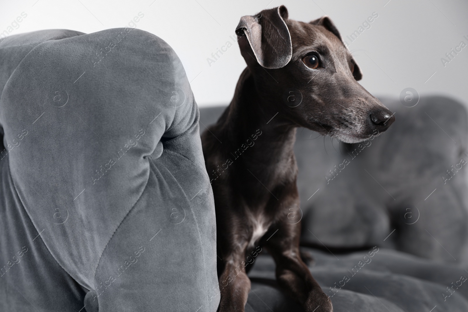 Photo of Italian Greyhound dog on armchair against light background