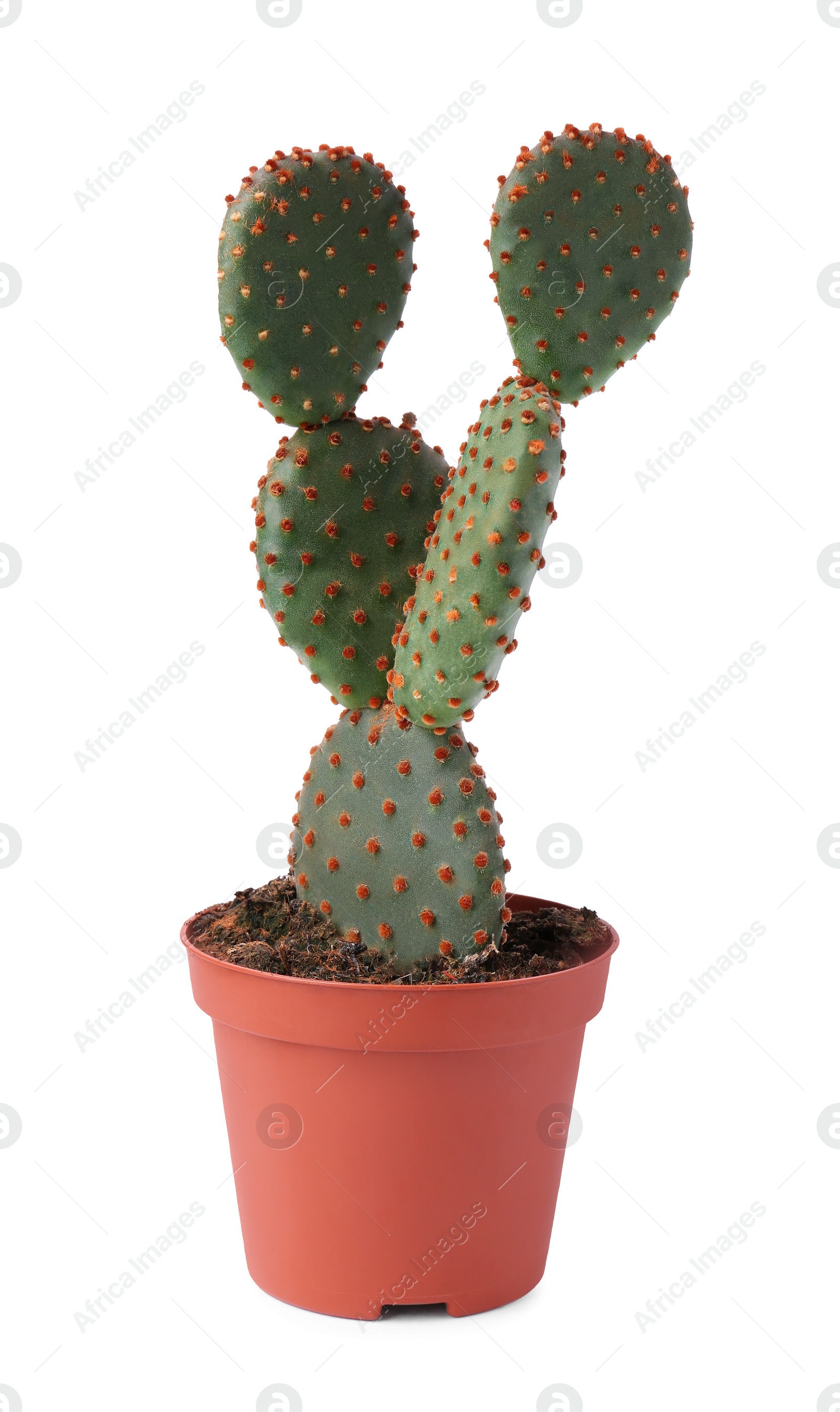 Photo of Beautiful green Opuntia cactus in pot on white background