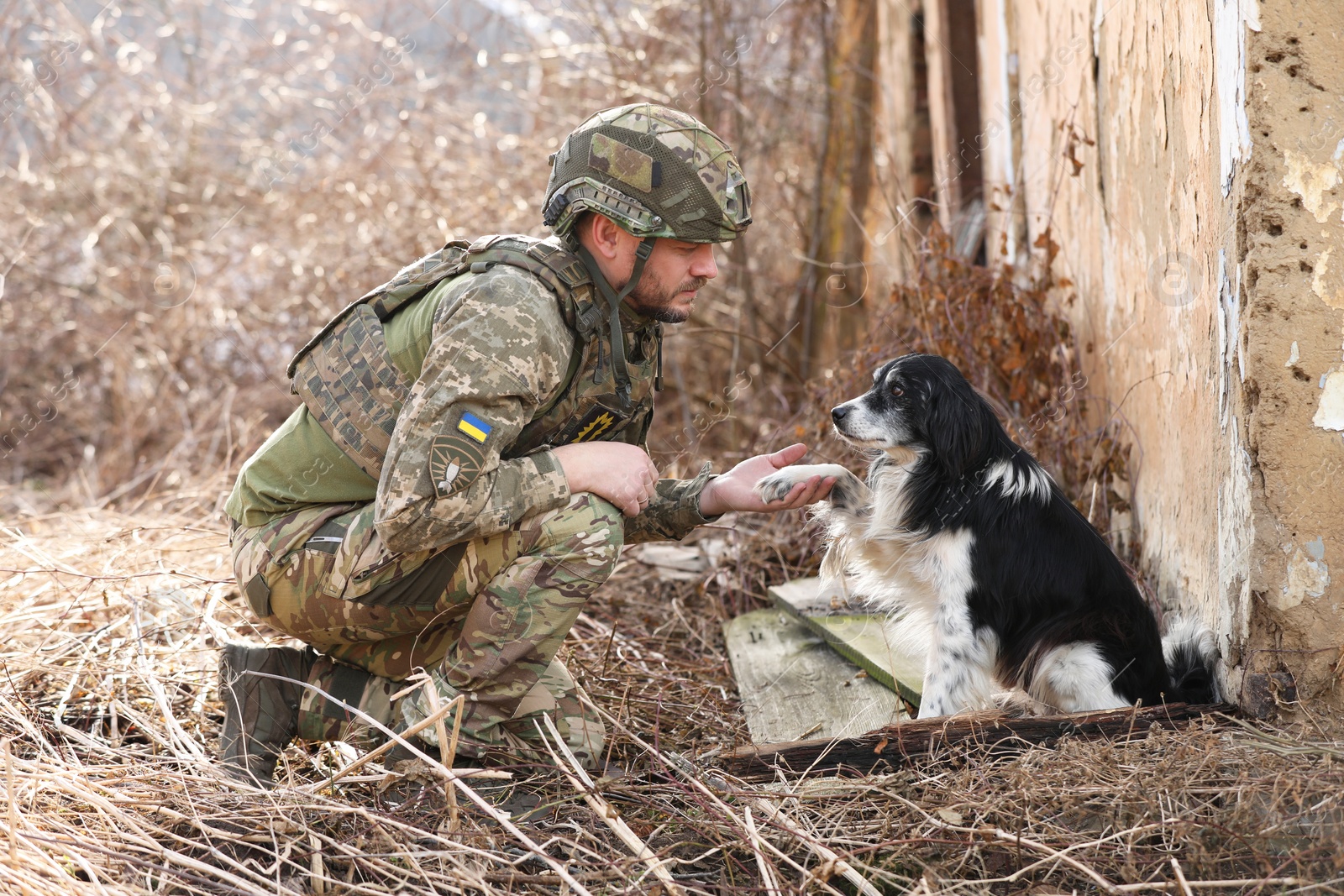 Photo of Stray dog giving paw to Ukrainian soldier outdoors