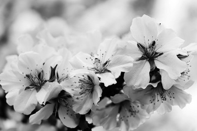Delicate spring cherry blossoms on tree, closeup. Black and white tone 