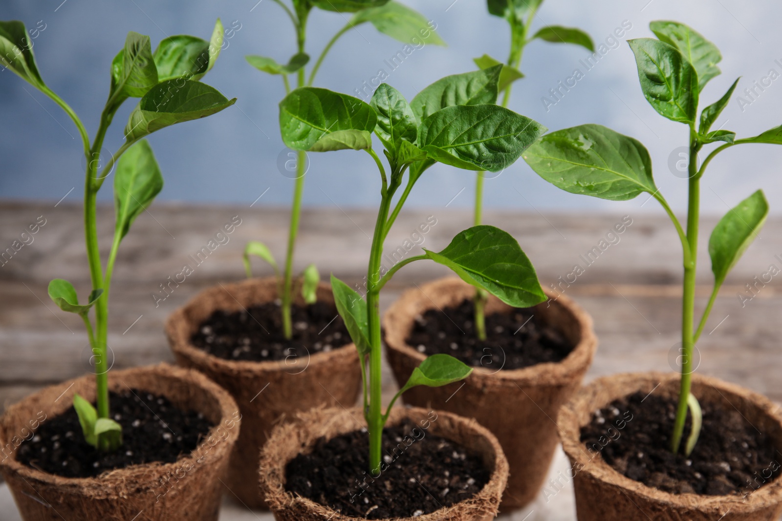 Photo of Vegetable seedlings in peat pots on table against blue background, closeup