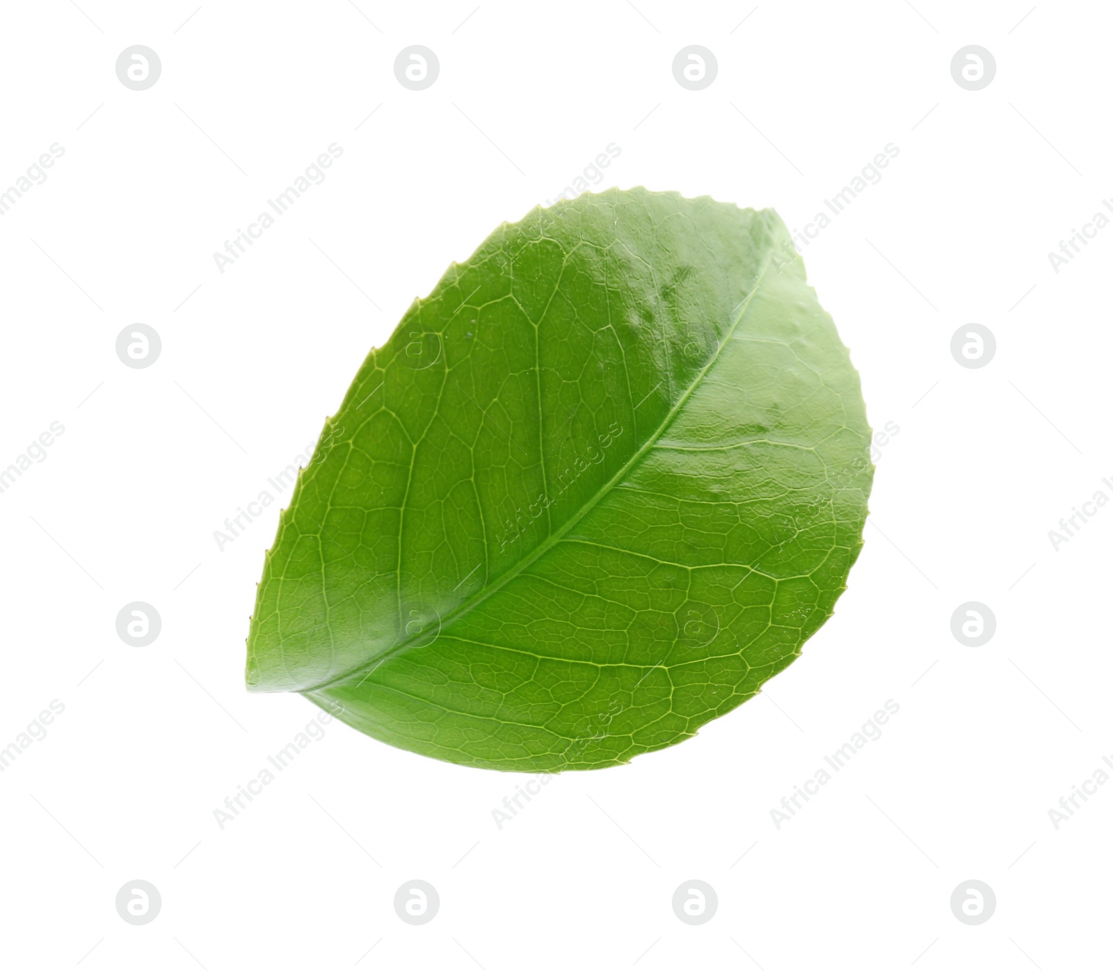 Photo of Green leaf of tea plant on white background