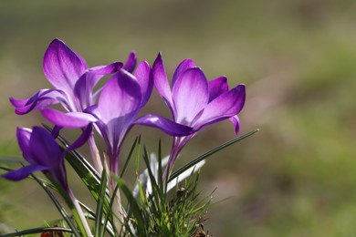 Fresh purple crocus flowers growing on blurred background