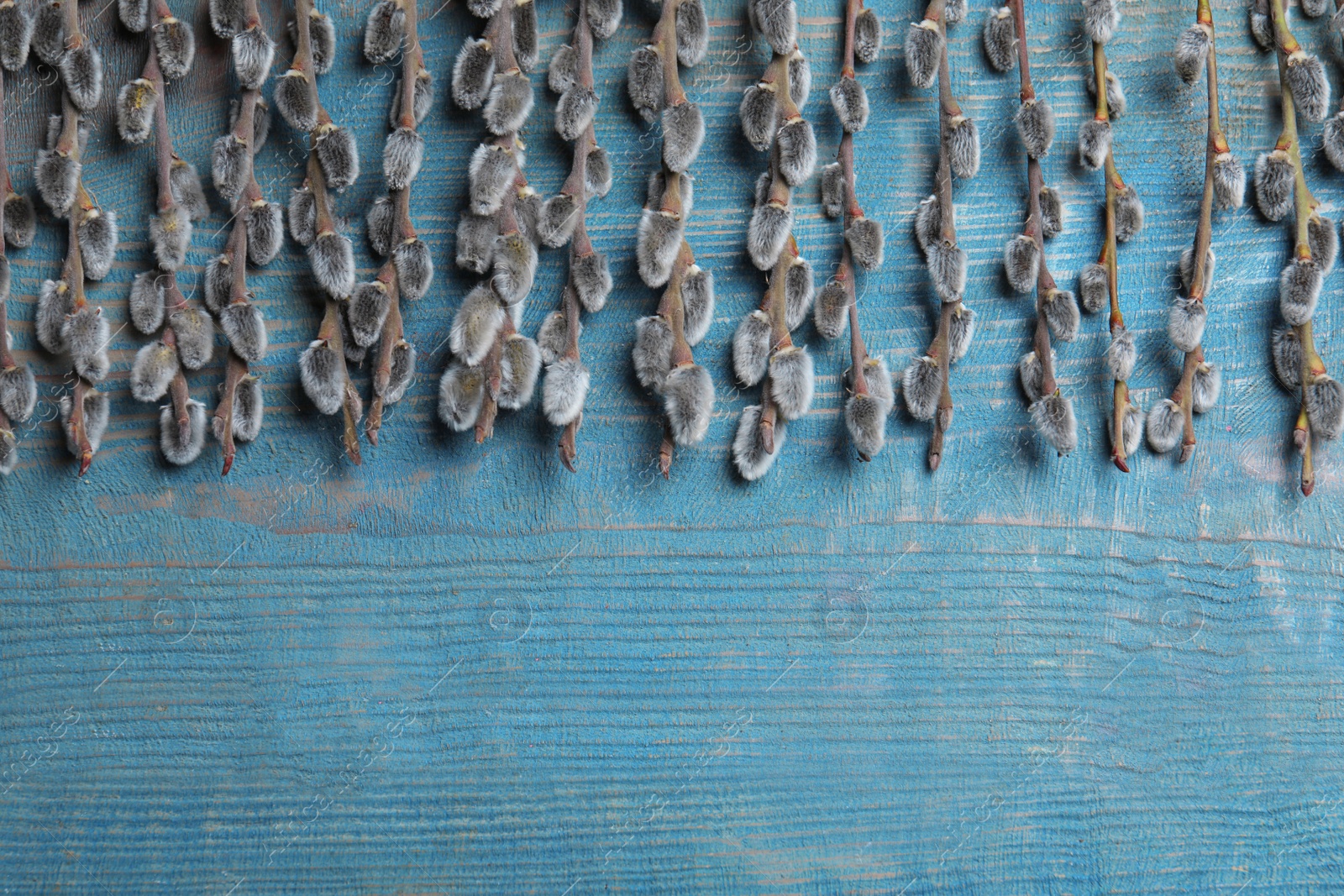 Photo of Beautiful pussy willow branches on blue wooden background, flat lay. Space for text