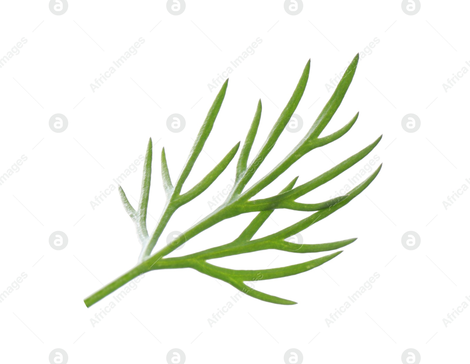 Photo of Sprig of fresh dill isolated on white