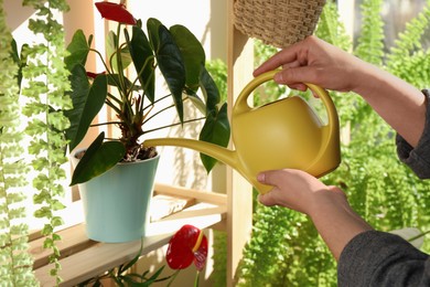 Woman watering beautiful house plants indoors, closeup