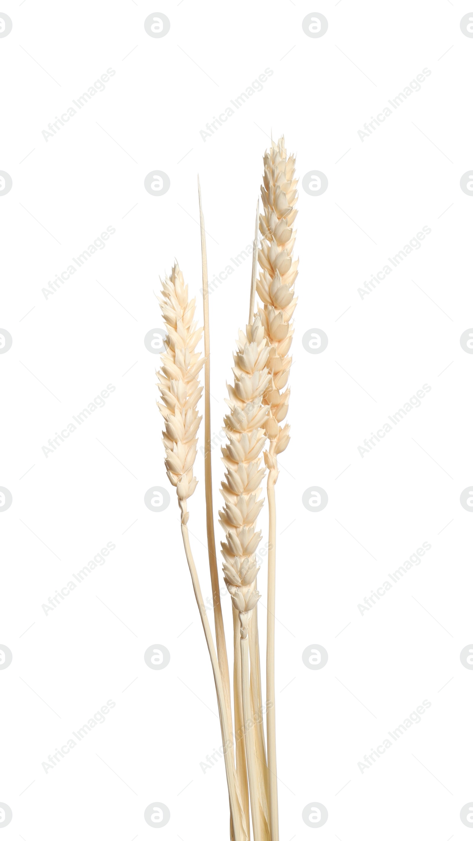 Photo of Beautiful tender dried flowers on white background.