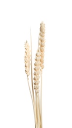 Beautiful tender dried flowers on white background.