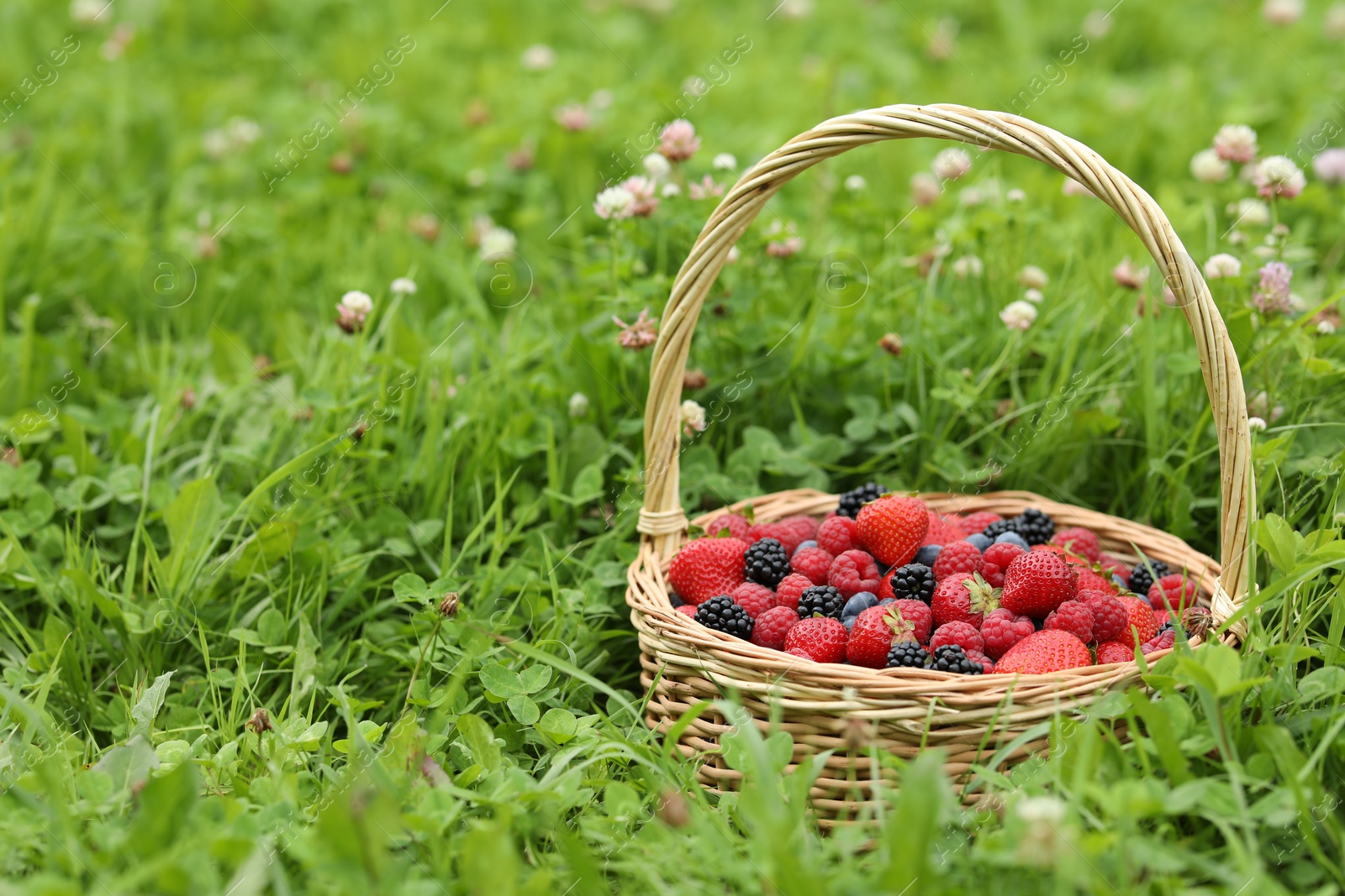 Wicker basket with different fresh ripe berries in green grass outdoors, space for text Photo of Wicker basket with different fresh ripe berries in green grass outdoors, space for text