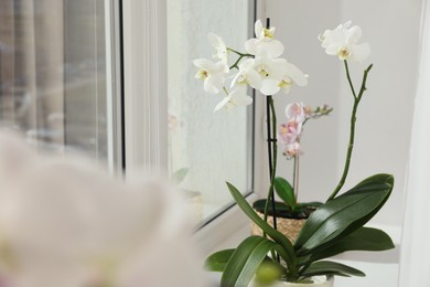 Photo of Blooming orchid flowers in pots on windowsill, closeup. Space for text