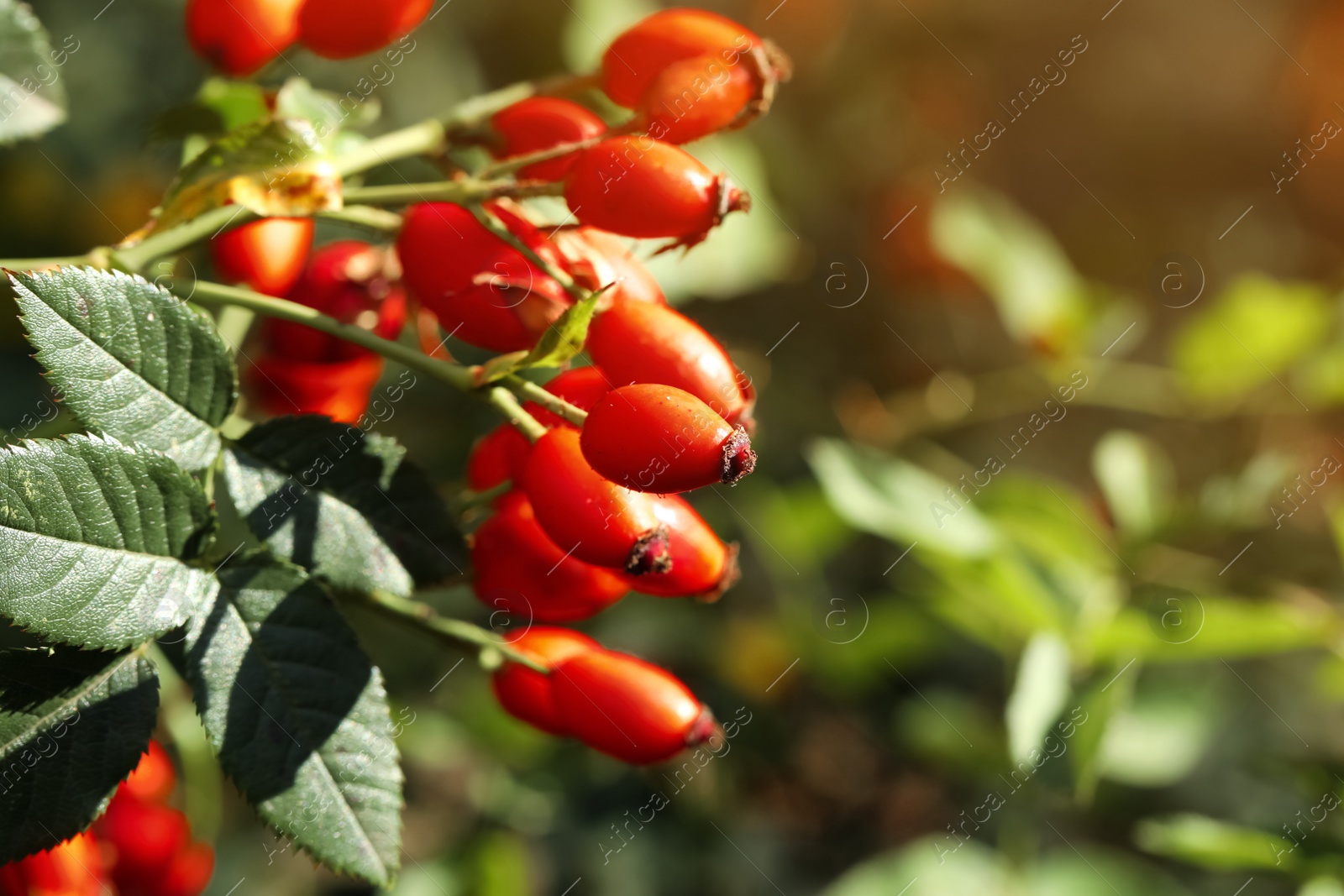 Photo of Rose hip bush with ripe red berries in garden, closeup