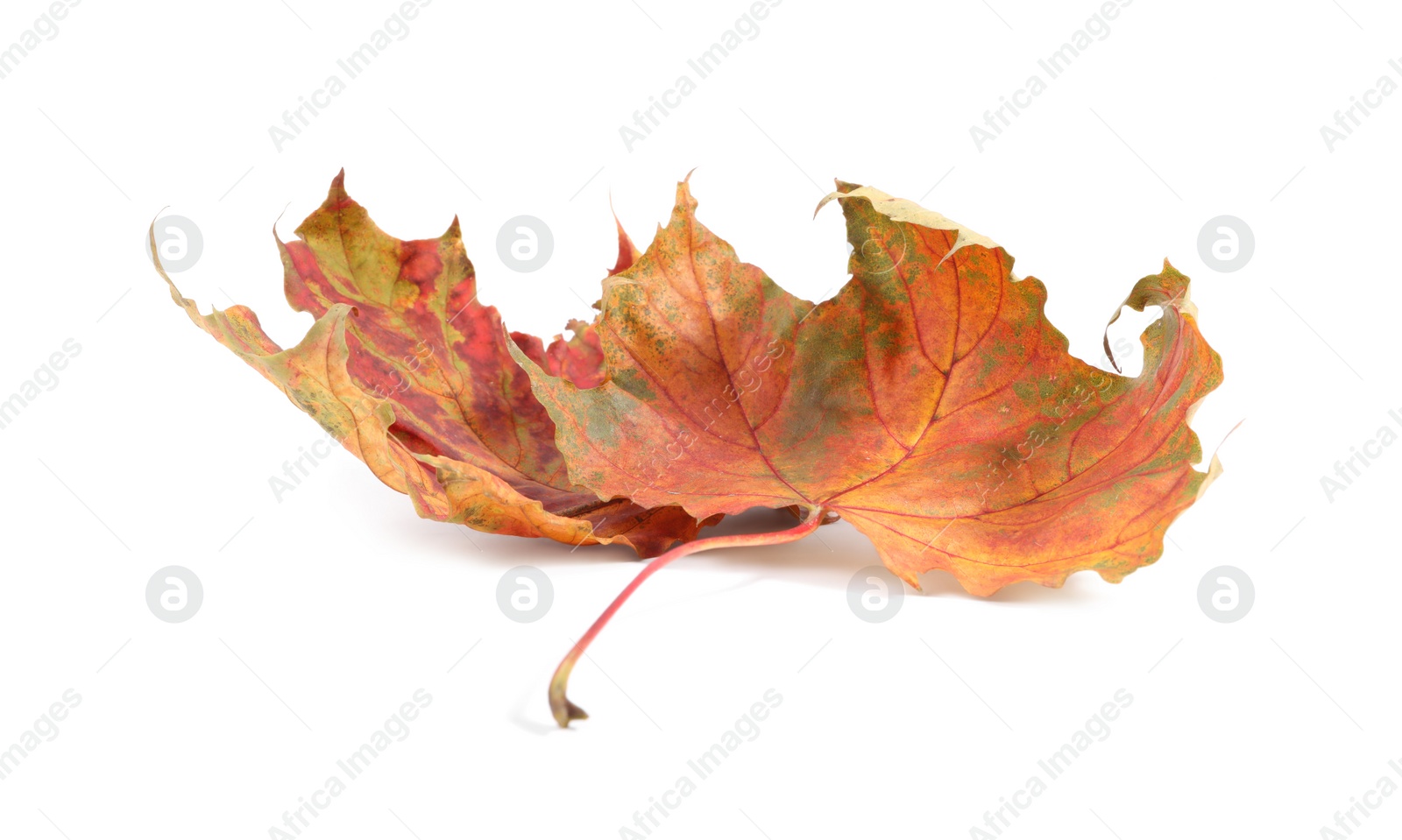 Photo of Autumn season. Dry maple leaves isolated on white