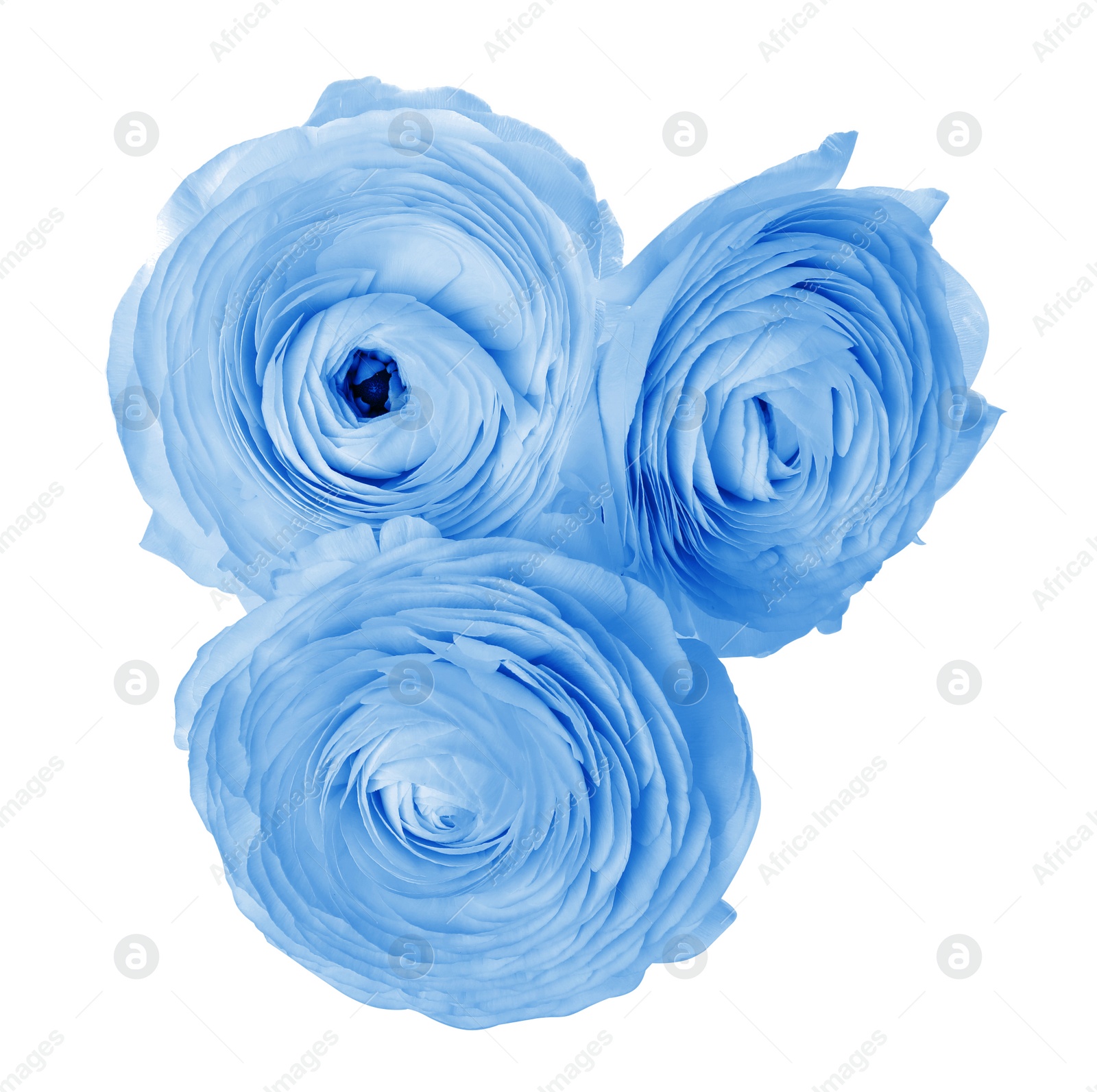 Image of Beautiful light blue ranunculus flowers on white background