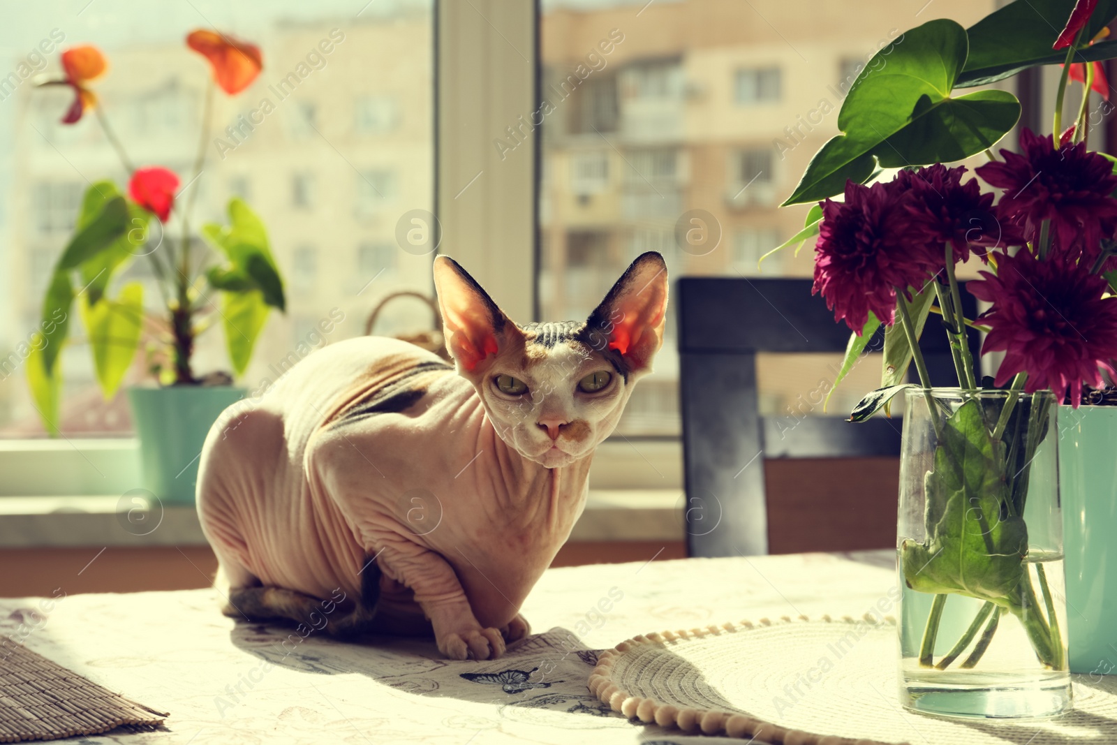 Photo of Beautiful Sphynx cat on table at home. Lovely pet