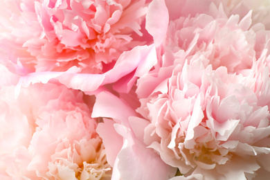 Photo of Beautiful blooming pink peonies as background, closeup