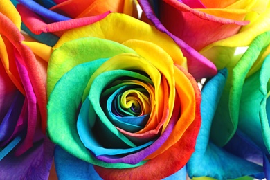 Photo of Amazing rainbow rose flowers as background