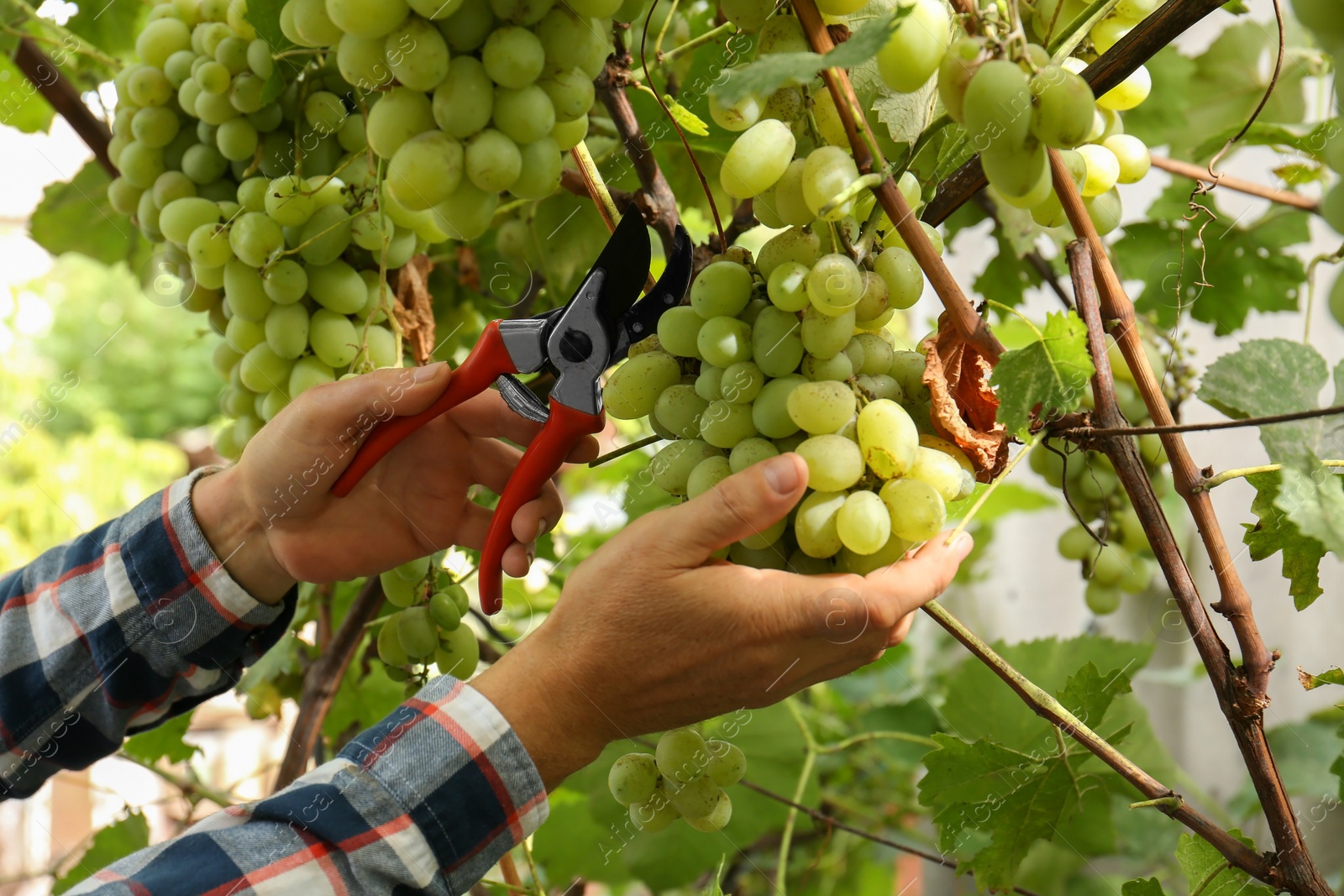 Photo of Farmer with secateurs picking ripe grapes in garden, closeup