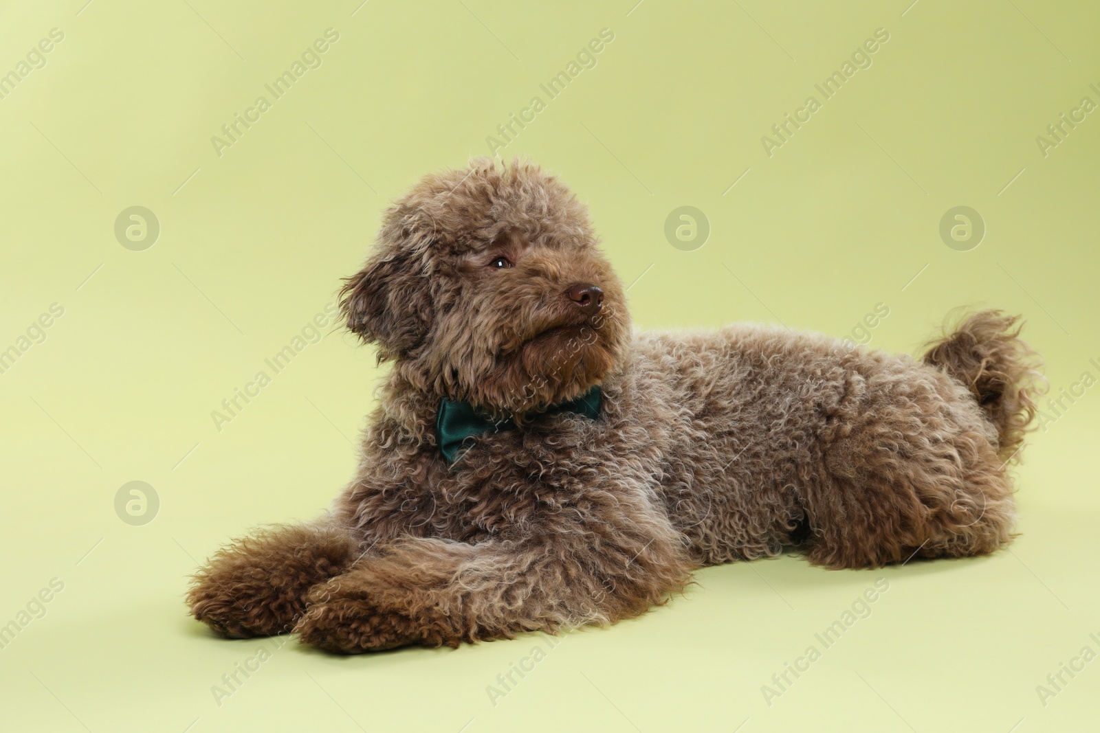 Photo of Cute Toy Poodle dog with bow tie on green background