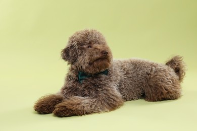 Cute Toy Poodle dog with bow tie on green background