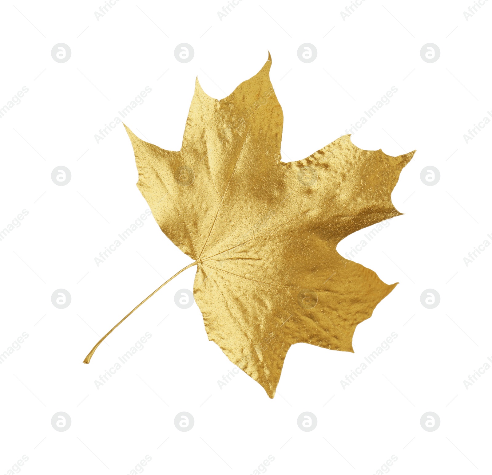 Photo of One golden maple leaf isolated on white. Autumn season