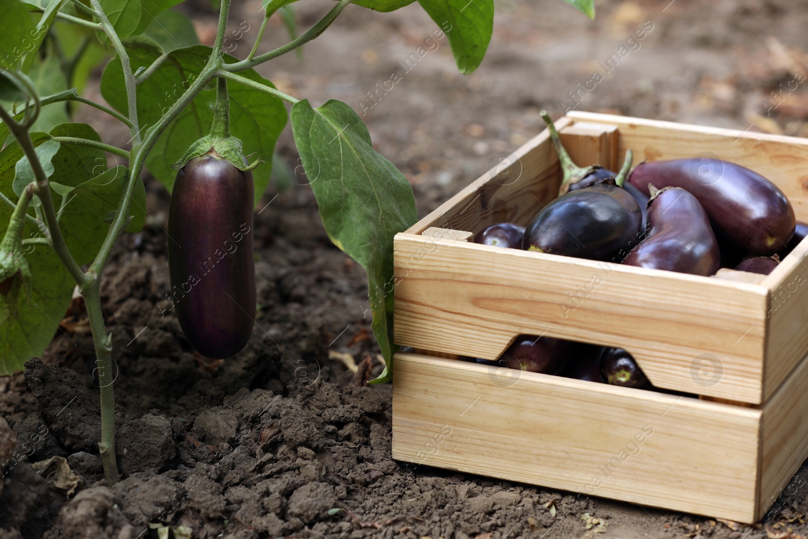 Photo of Fresh ripe eggplants in wooden crate outdoors