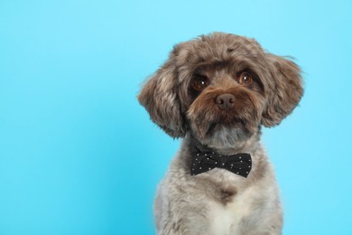 Cute Maltipoo dog with bow tie on light blue background, space for text. Lovely pet