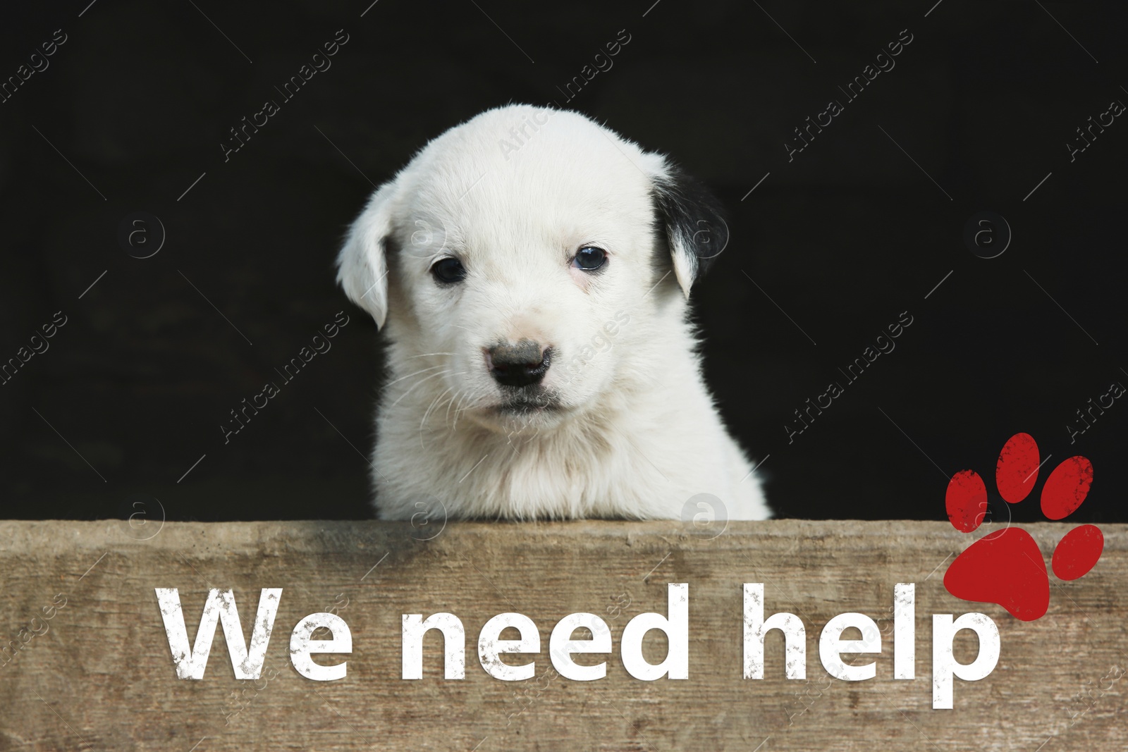 Image of Furry white stray puppy outdoors. Baby animal