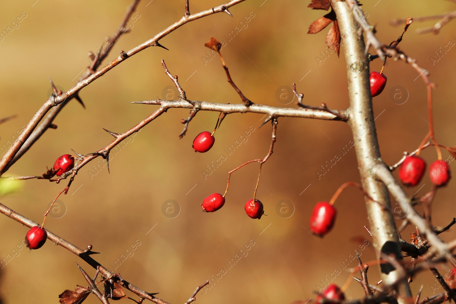 Photo of Dry twigs with wild berries on blurred background