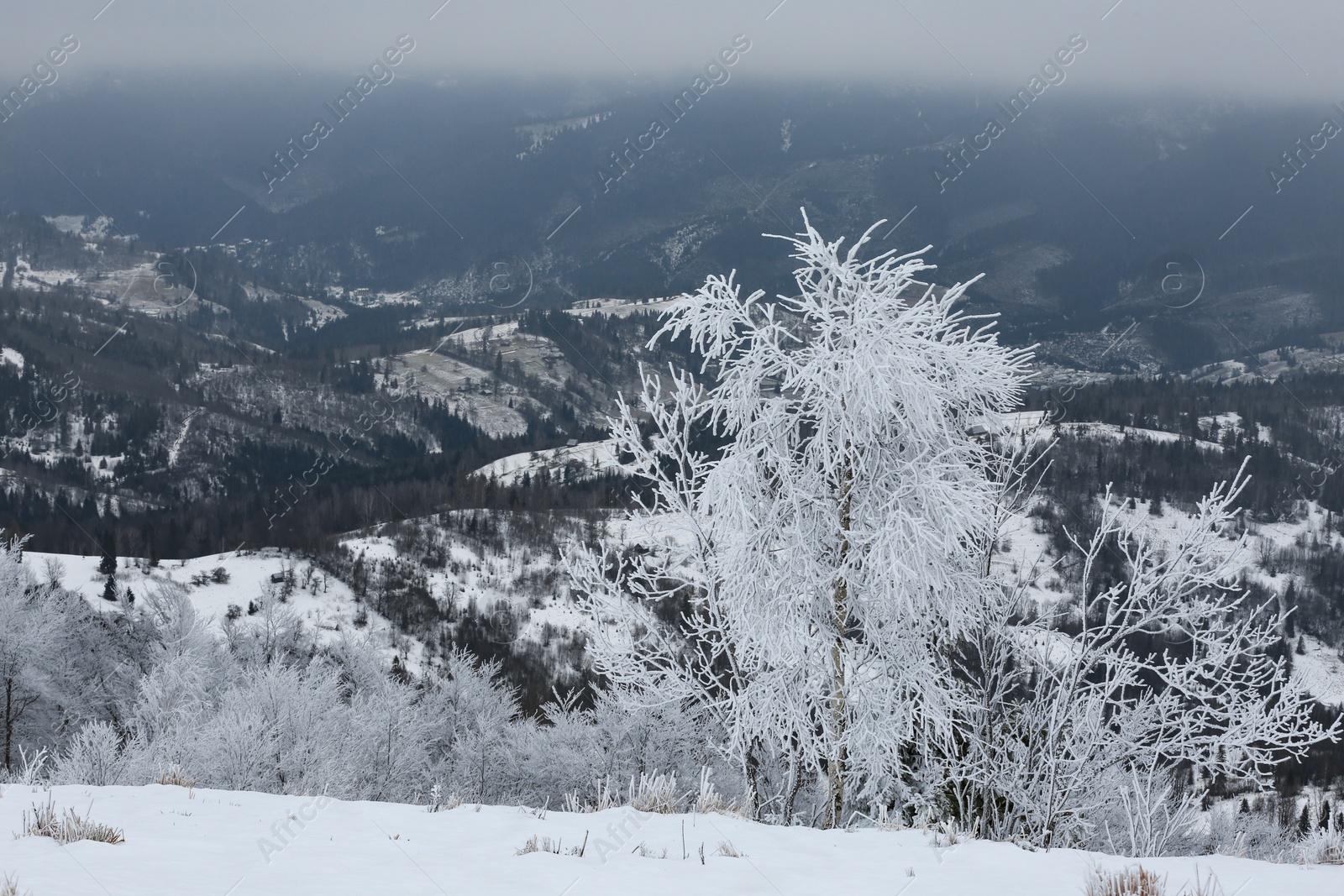 Photo of Picturesque view of trees covered with hoarfrost and snowy mountains on winter day