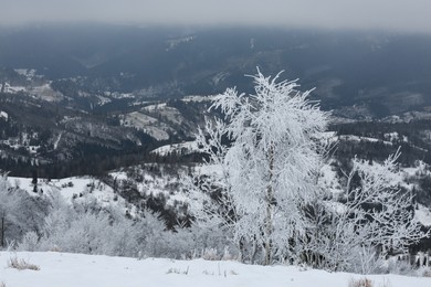 Photo of Picturesque view of trees covered with hoarfrost and snowy mountains on winter day
