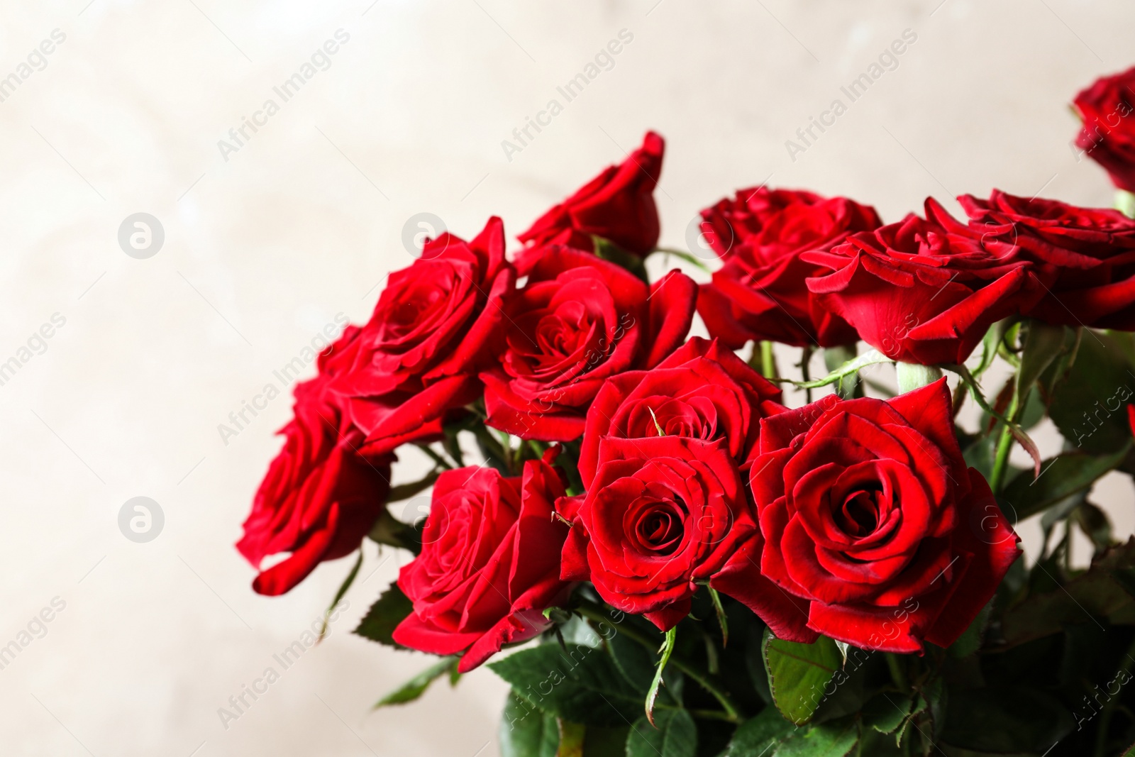 Photo of Beautiful red rose flowers on color background