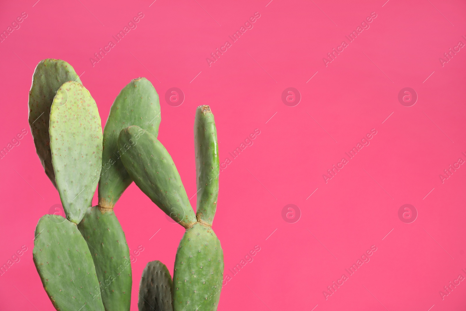 Photo of Beautiful cactus on pink background, space for text. Tropical plant