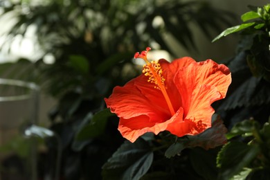 Hibiscus plant with beautiful bright flower growing outdoors, closeup. Space for text