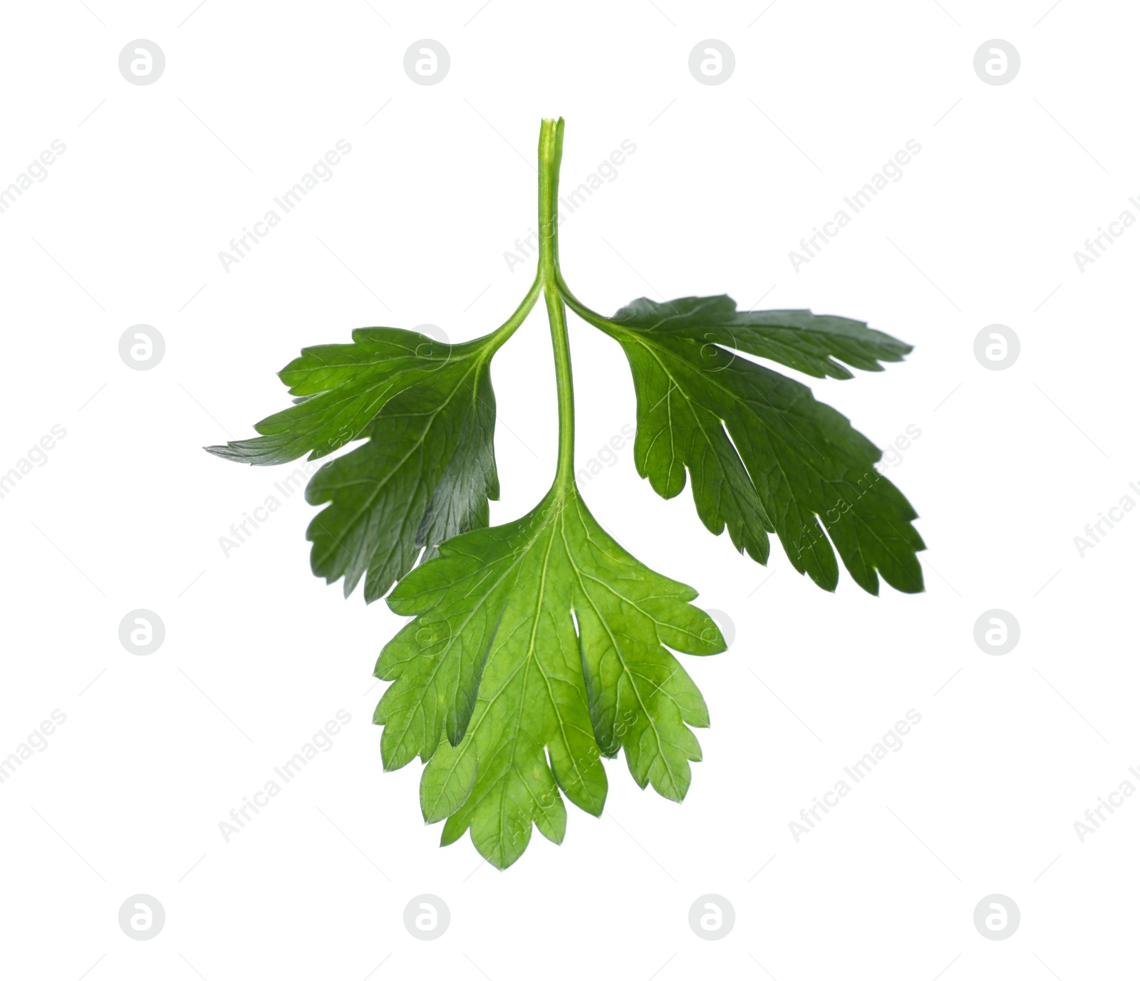 Photo of Aromatic fresh green parsley isolated on white