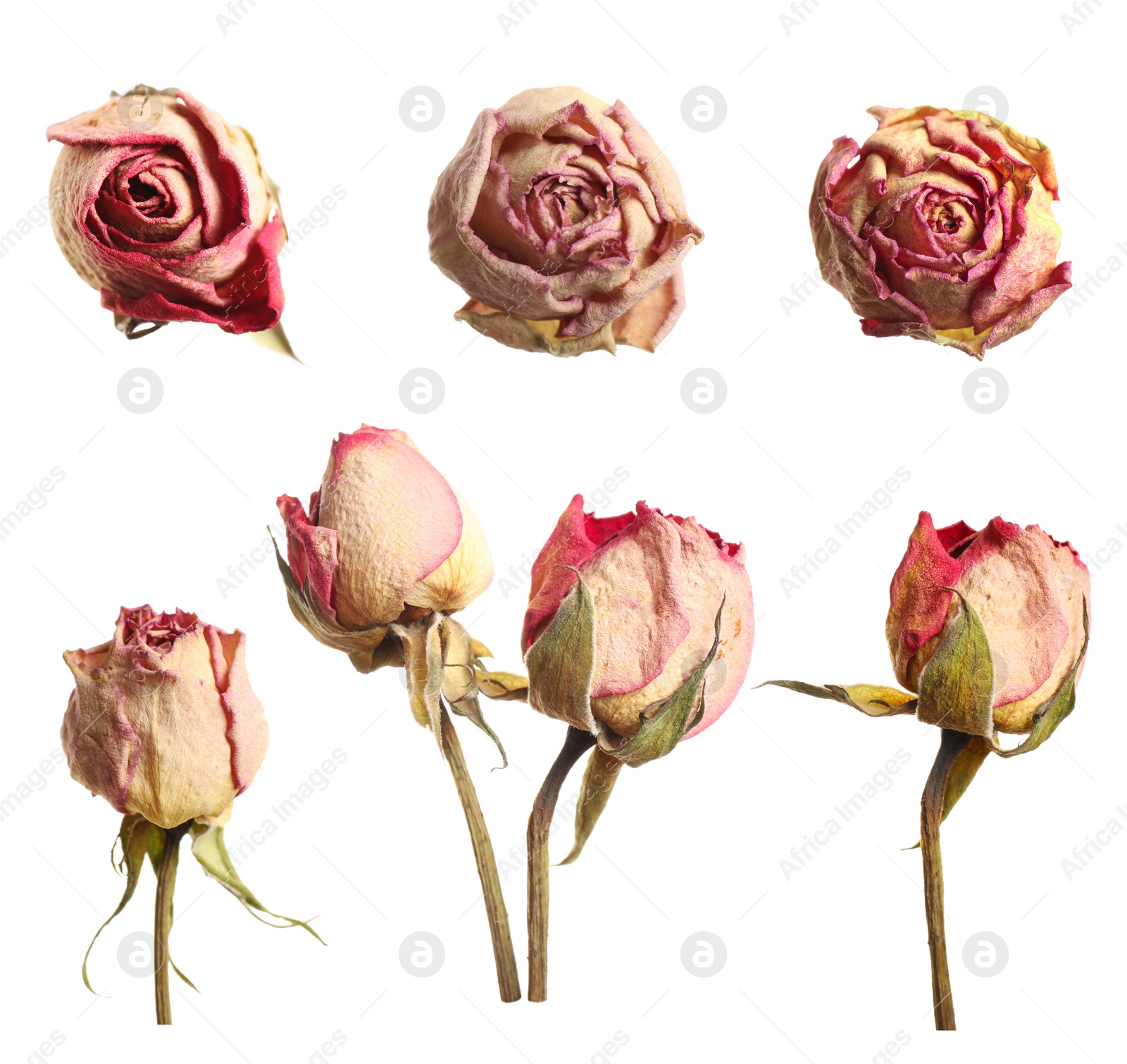 Image of Set with beautiful dry flowers on white background 