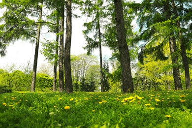 Photo of Beautiful park with trees and green grass on sunny day