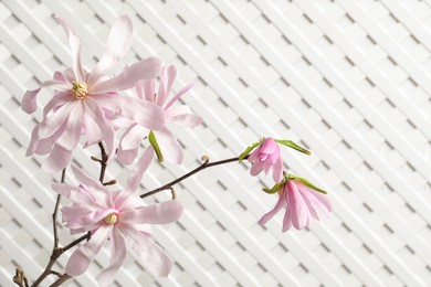 Magnolia tree branch with beautiful flowers on white background, closeup