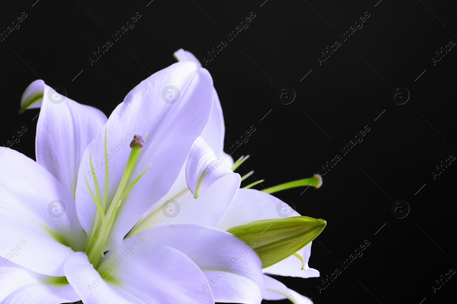 Image of Violet lily flowers on black background, closeup. Funeral attributes